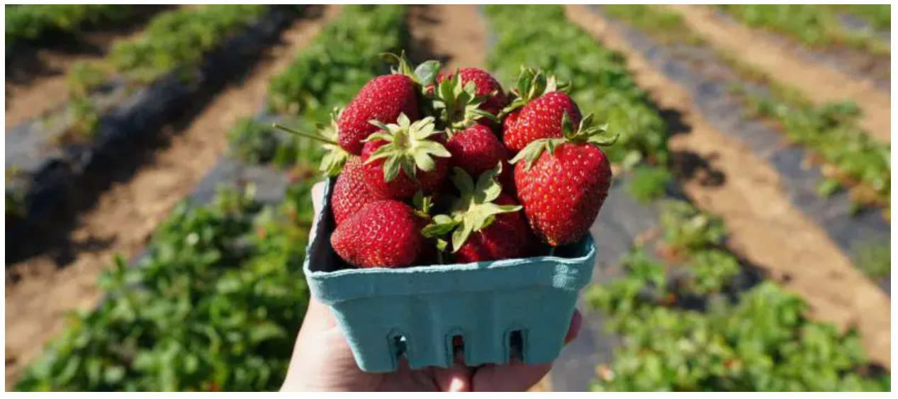 Strawberry in basket after being picked from the vine
